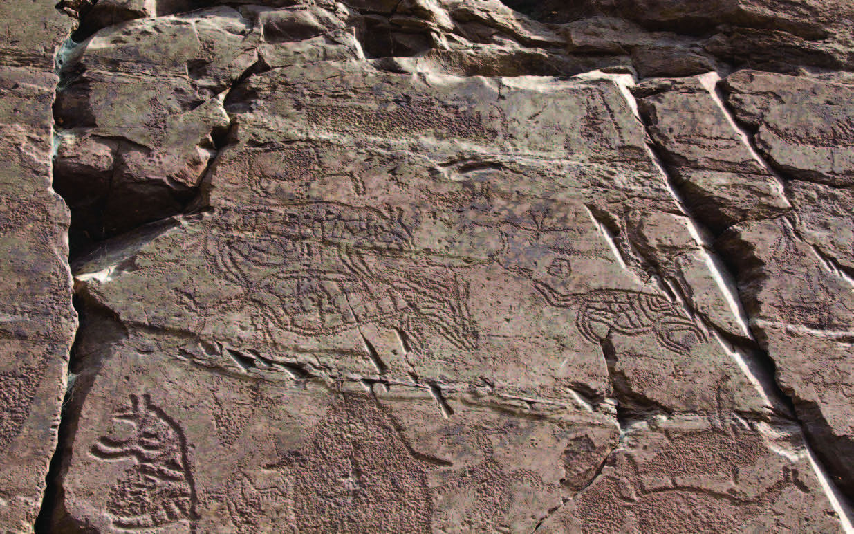 (즐기다-1_사진04)새끼 밴 멧돼지와 호랑이