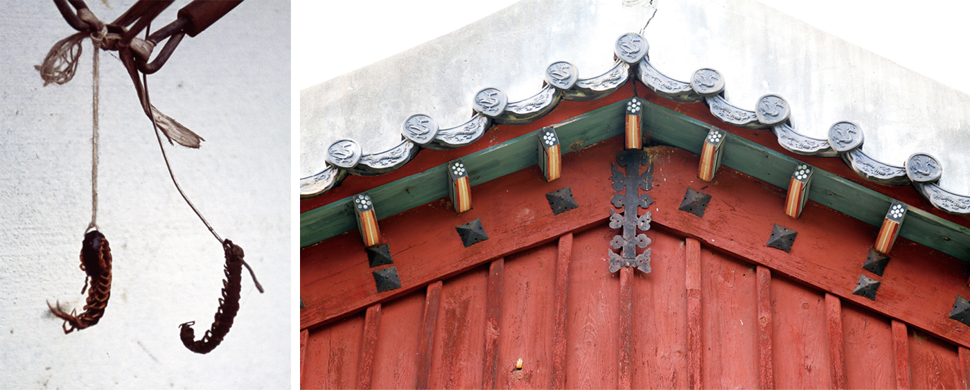 좌) 약재로 쓸 말린 지네(오공) 출처: 국립민속박물관 (우) 지네철, 헌인릉 출처: 한국저작권위원회 공유마당